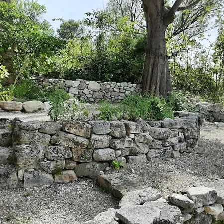 Roses * Saint-André-de-Roquepertuis